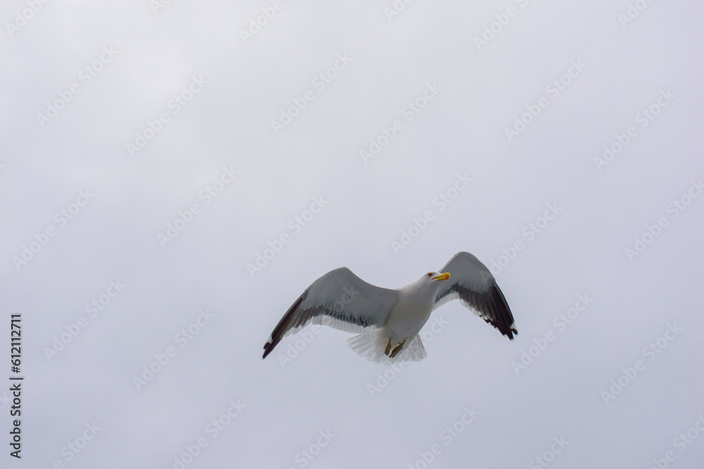 Obraz premium seagull in flight