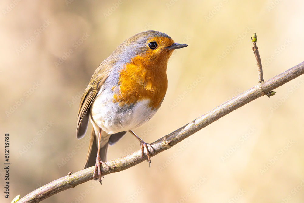 robin on a branch robin on a branch