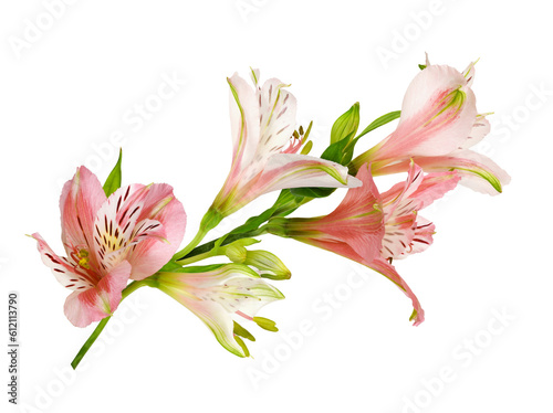 Coral alstroemeria flowers and buds isolated on white or transparent background
