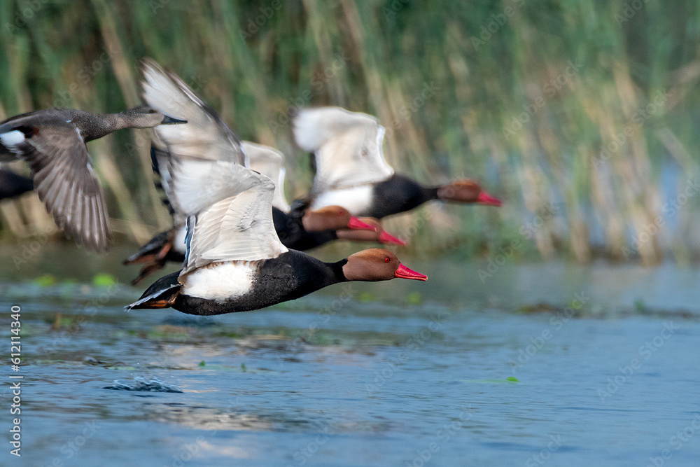 Red-crested pochard or Netta rufina observed in Gajoldaba in West Bengal, India Red-crested pochard or Netta rufina observed in Gajoldaba in West Bengal, India