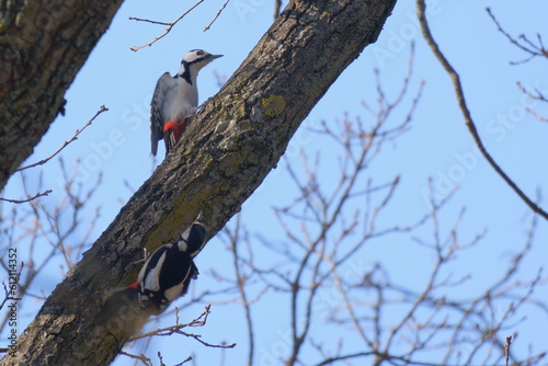 Pájaros carpinteros cortejándose en jardines austriacos.
