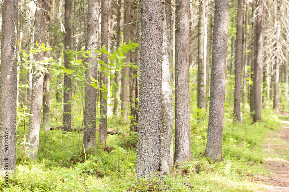 Spruce forest.Untouched spruce forest in summer. Spruce forest.Untouched spruce forest in summer.
