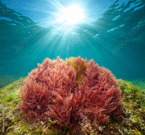 Red seaweed with sunlight underwater in the ocean (harpoon weed alga Asparagopsis armata), Atlantic ocean, Spain, Galicia