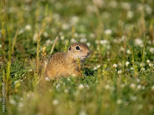 European ground-squirrel or European souslik, Spermophilus citellus © Erni