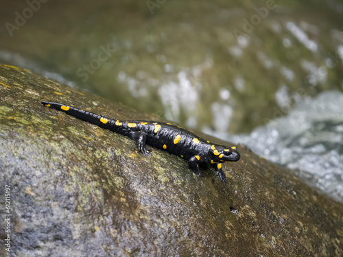 Fire salamander, Salamandra salamandra