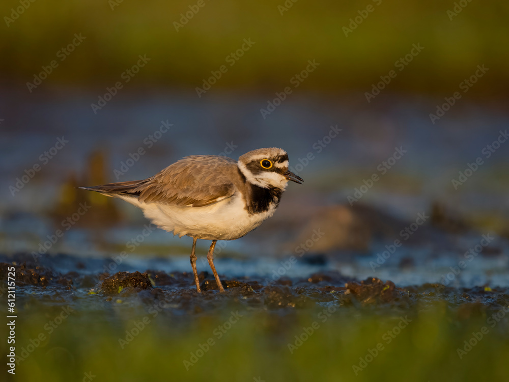 Little-ringed plover, Charadrius dubius,