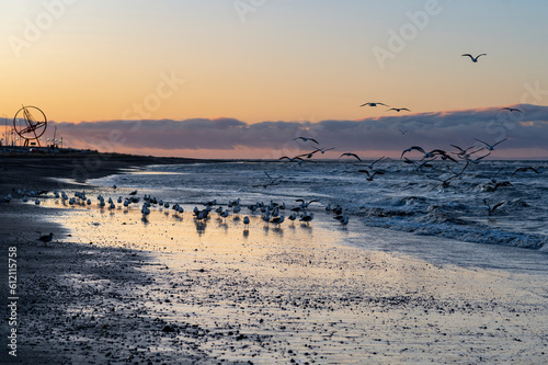 Colourful image of a Flock of Magellanic seagulls during sunrise on a cold winter morning in Punta Arenas, Strait of Magallanes, Chile photo