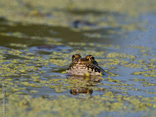 Marsh frog, Pelophylax ridibundus