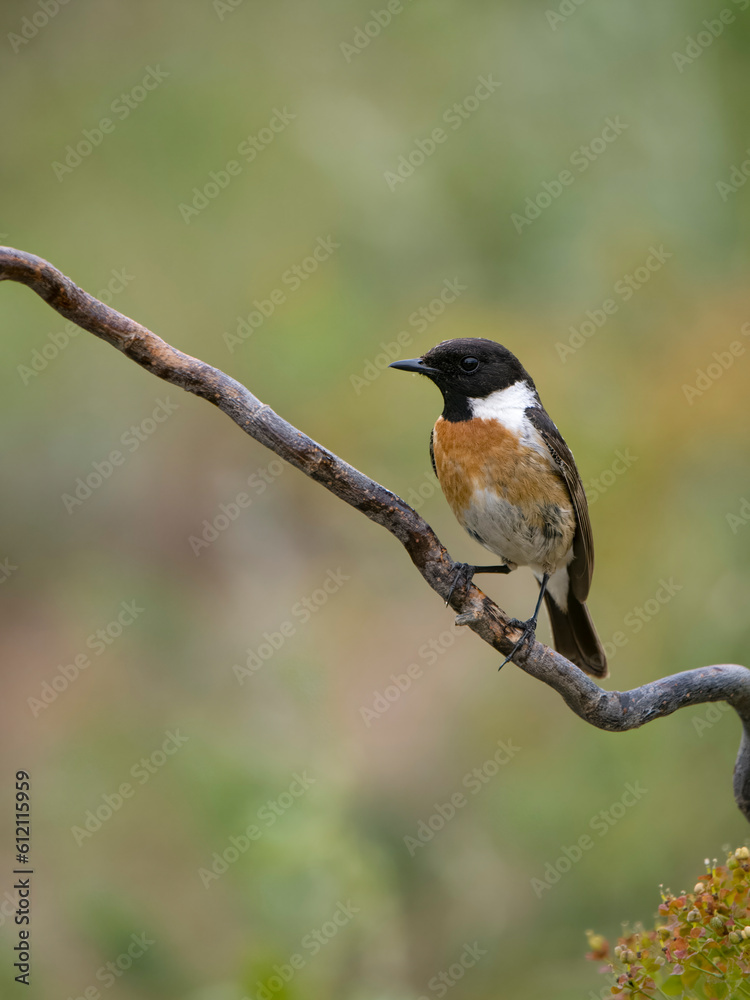 Fototapeta premium Stonechat, Saxicola rubicola