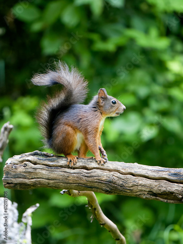 Red squirrel, Sciurus vulgaris © Erni