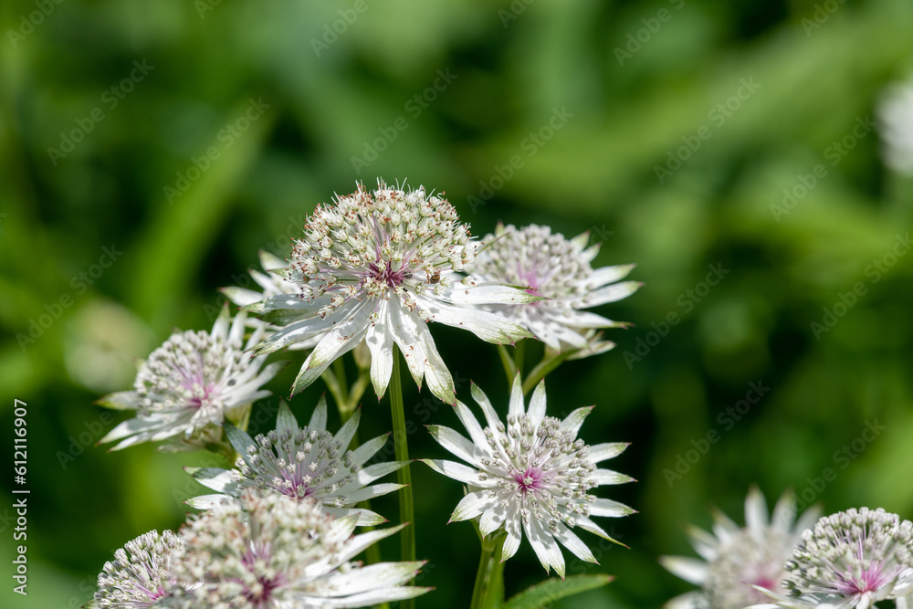 Astrantia major (Great masterwort) flowers in bloom Astrantia major (Great masterwort) flowers in bloom