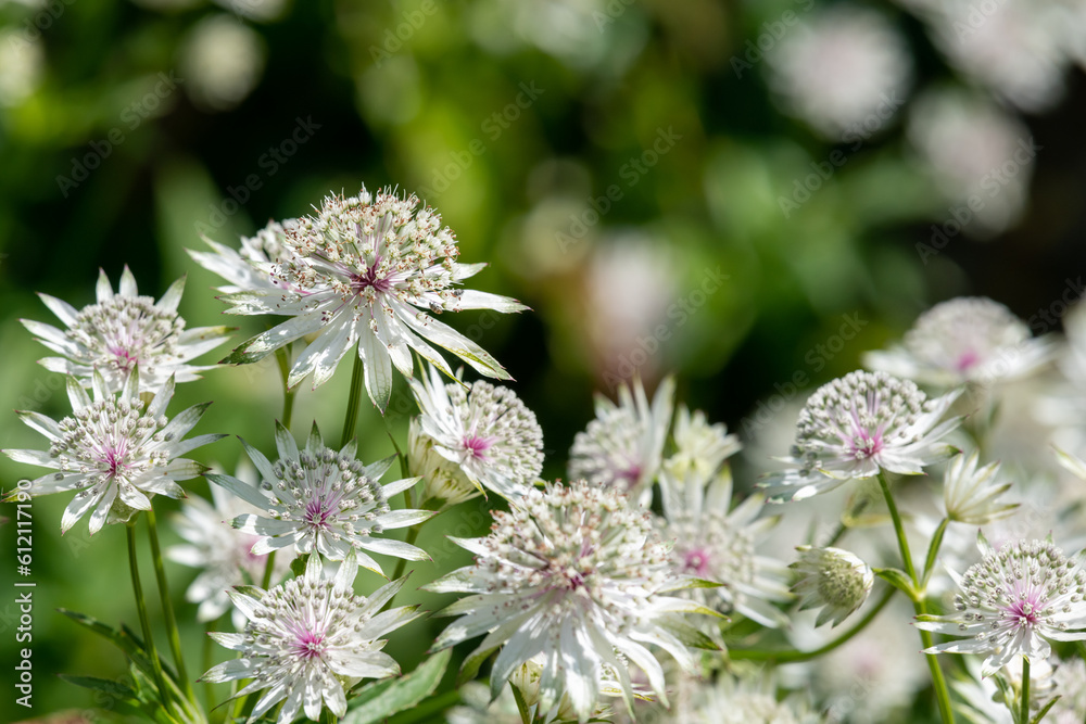 Astrantia major (Great masterwort) flowers in bloom Astrantia major (Great masterwort) flowers in bloom