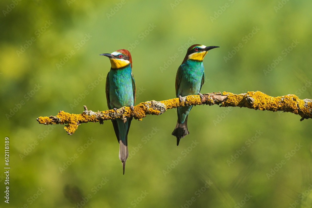 The European bee-eater (Merops apiaster) The European bee-eater (Merops apiaster)