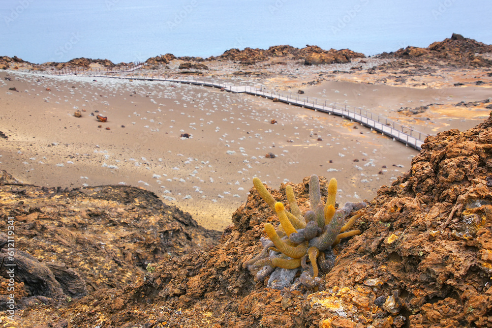 Lava cactus growing on Bartolome island in Galapagos National Park, Ecuador. Lava cactus growing on Bartolome island in Galapagos National Park, Ecuador.