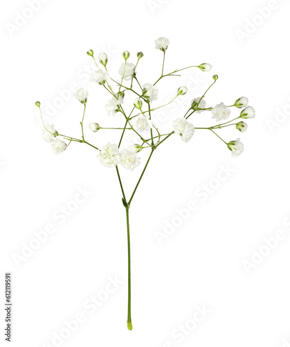 Leinwand Poster Closeup of small white gypsophila flowers isolated on white or transparent backg