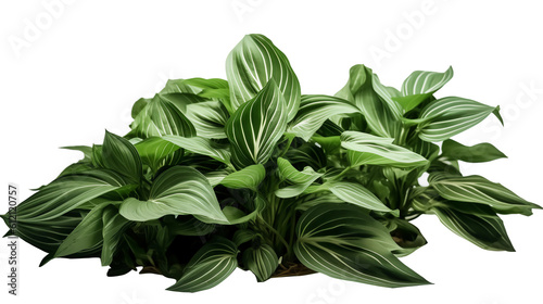 Green leaves hosta plant bush, lush foliage tropic garden plant, Generative AI