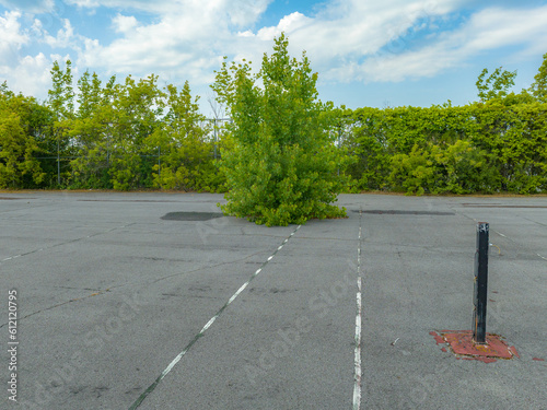Quadro em tela Old rundown abandoned public school tennis court with a tree growing out of the asphalt