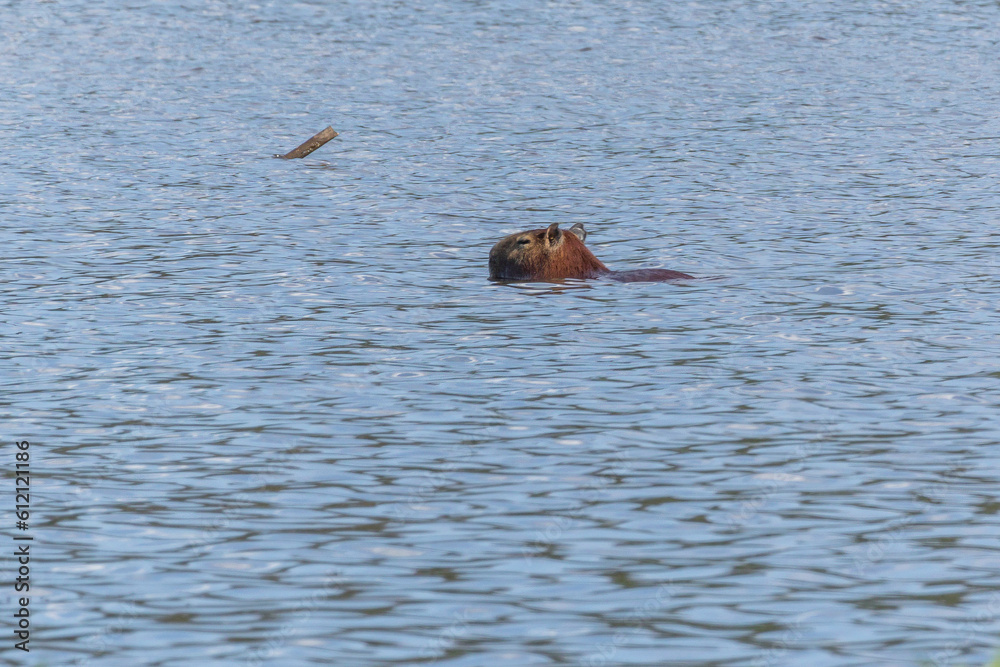 Fototapeta premium The lonely capybara swimming in a lake. The capybara is the largest rodent in the world. Species Hydrochoerus hydrochaeris. Wildlife. Cerrado
