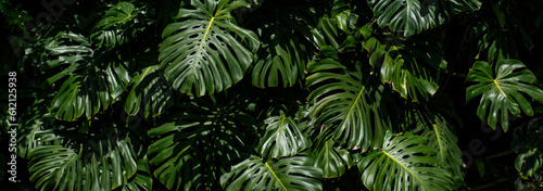 Monstera plant in tropical forest  botanical garden. Banner