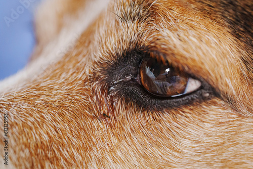 close-up. The eye of the dog breed Jack Russell Terrier. 