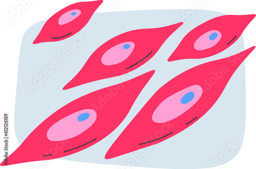 Smooth Muscle Cells