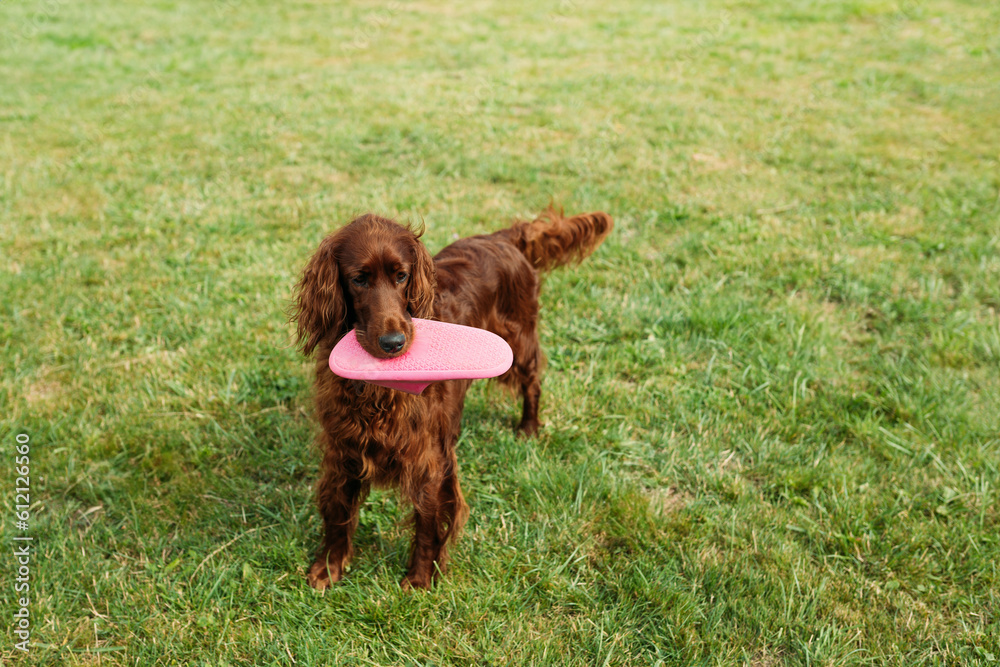 The brown dog holds in his mouth a slipper on a nature background. Beautiful Irish Setter dog plays in grass