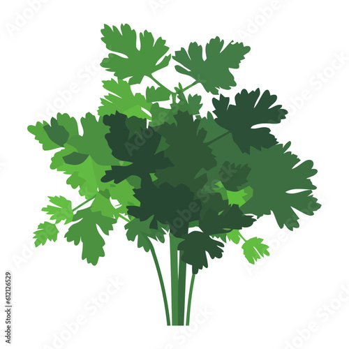 Fresh green parsley branch, symbol of healthy eating