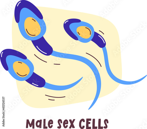 Male Sex Cells
