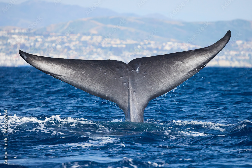 Fototapeta premium Blue Whale Fluke