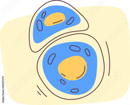 Chindrocyte Human Cells