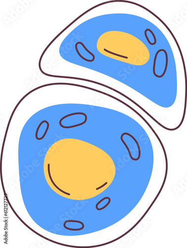 Chondrocyte Human Cell