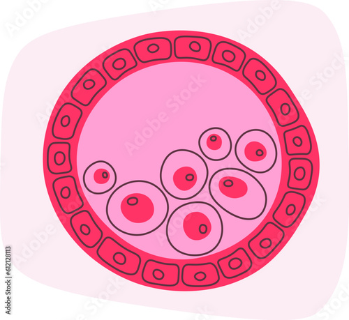 Blastocyst Human Cells