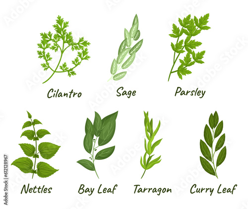 Set Of Culinary Herbs Includes Selection Of Flavorful And Aromatic Plants Used In Cooking, Such As Parsley, Cilantro
