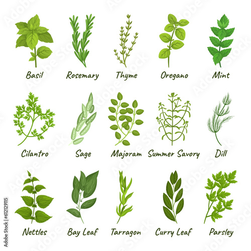 Set Of Culinary Herbs Basil, Thyme, Rosemary, Parsley, And Oregano, Mint, Cilantro, Sage, Majoram and Summer Savory
