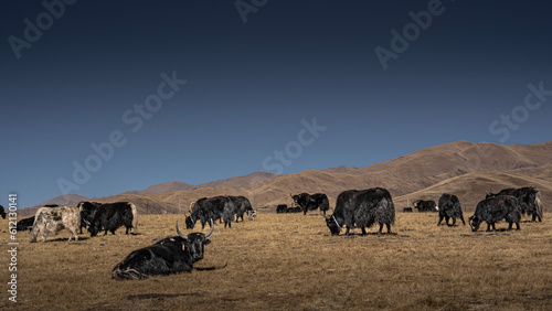A herd of yaks on the plateau. © YB