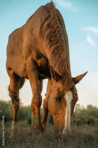 Brown horse grazing in a field  close up photo of a horse s head  meadow rural setting