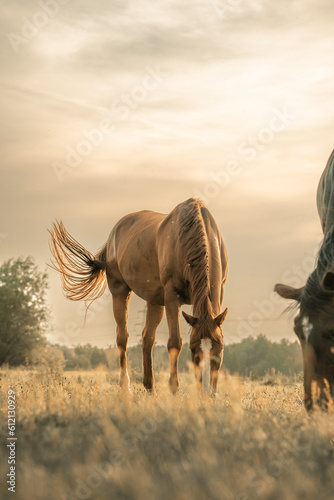 Fototapeta Naklejka Na Ścianę i Meble -  Atmospheric horse photograph, beautiful horses in a field, dream like heavenly photo