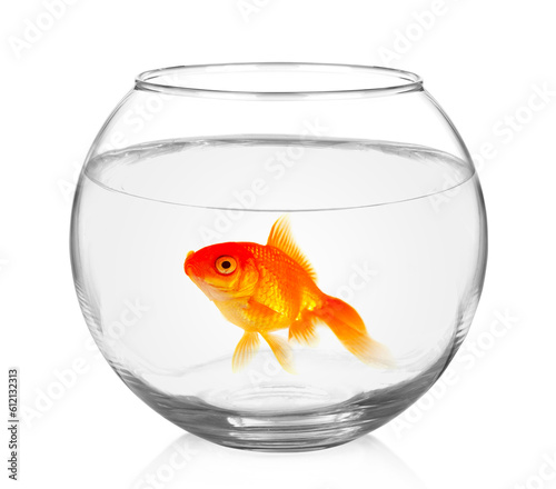 Goldfish in aquarium isolated on white background.