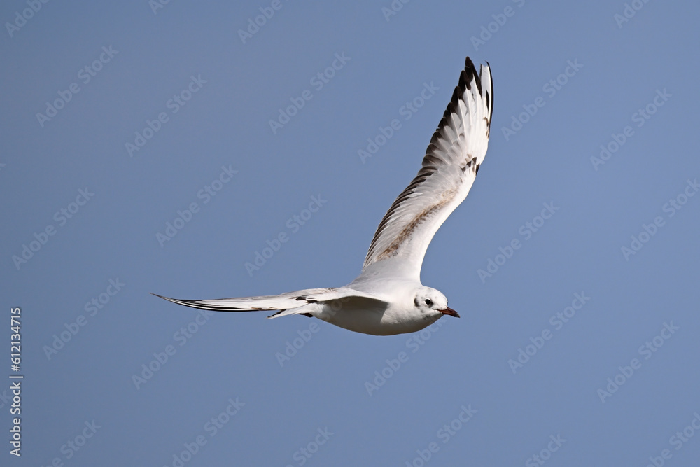Black-headed gull // Lachmöwe (Chroicocephalus ridibundus) Black-headed gull // Lachmöwe (Chroicocephalus ridibundus)