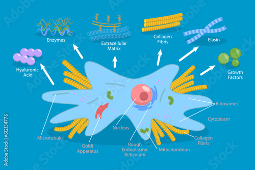 3D Isometric Flat Vector Conceptual Illustration of Fibroplast, Connective Tissue Cell