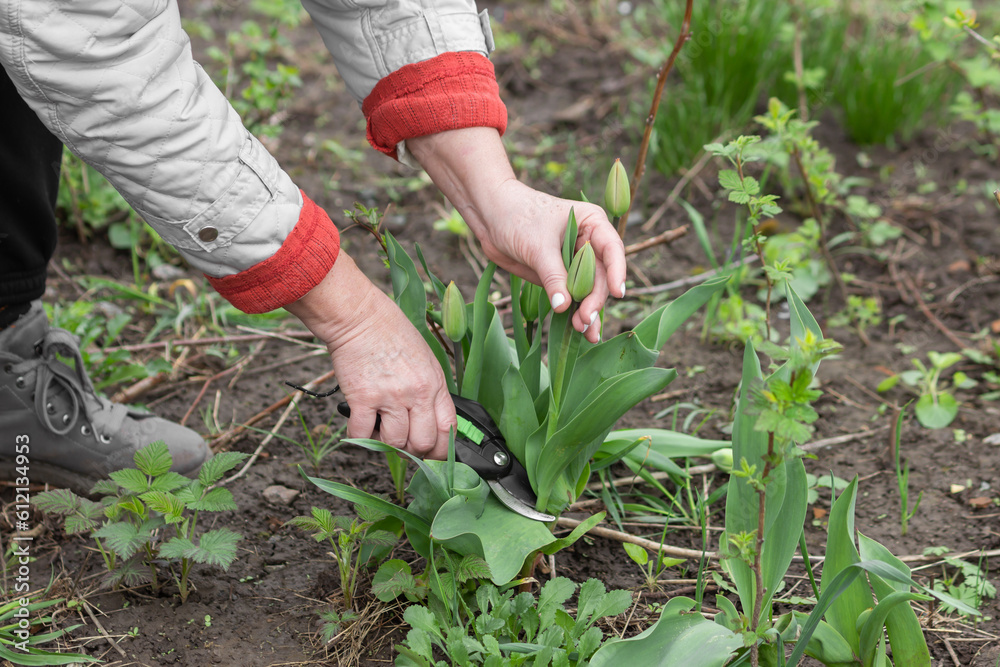 Fototapeta premium Senior woman gardener, florist picks fresh tulip flowers in spring organic farm, using pruner. Home gardening concept.