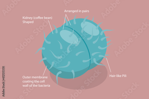 3D Isometric Flat Vector Conceptual Illustration of Neisseria Gonorrhoeae, Sexual Transmitted Bacteria