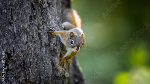 Onlooking Red squirrel on a tree