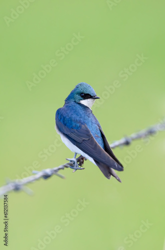 Tree swallow perched on barbwire