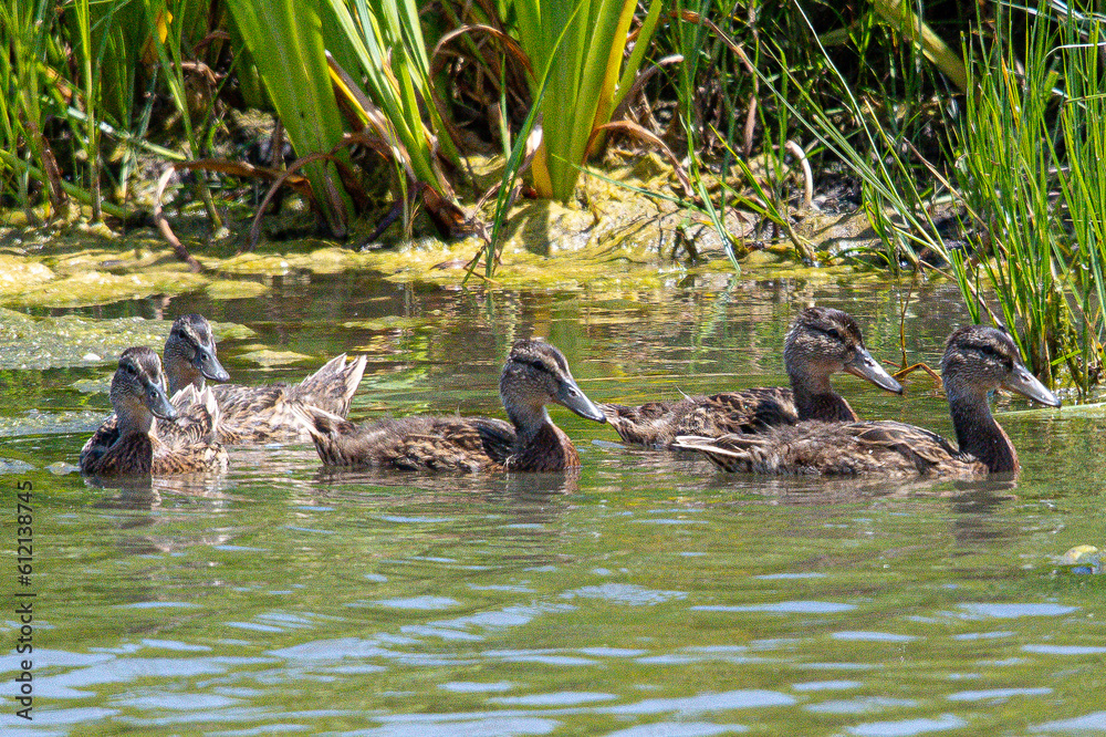 gadwall Mareca strepera is a common duck that swims in the aiguamolls de emporda in girona spain gadwall Mareca strepera is a common duck that swims in the aiguamolls de emporda in girona spain