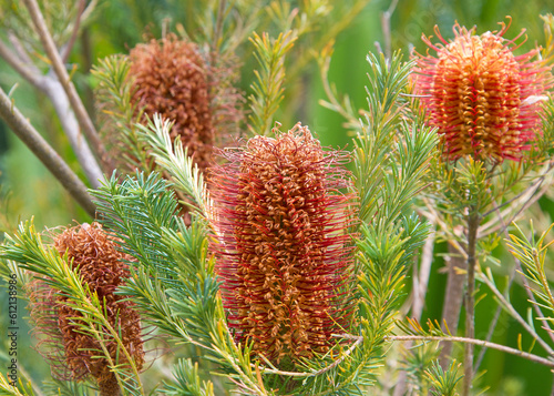 Hairpin banksia flower cone growing upwards from the tree branches. The distinctive inflorescences or flower spikes occur over a short period through autumn and early winter.