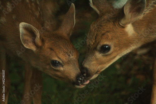 two fawns licking each other
