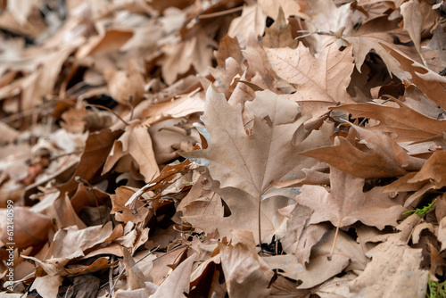 pile of dry leaves, dried leaves