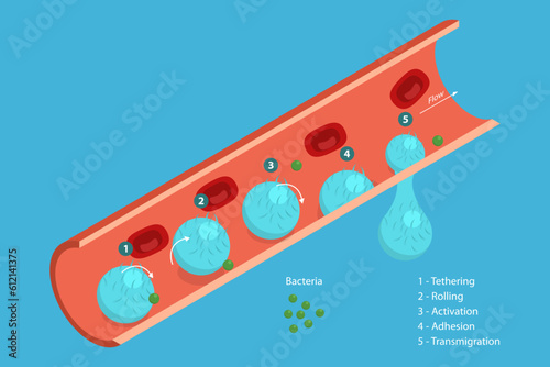 3D Isometric Flat Vector Conceptual Illustration of Leukocyte Adhesion And Migration, Medical Educational Diagram