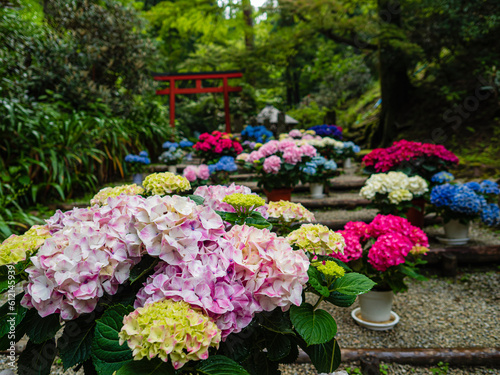 Wallpaper Mural たくさんの紫陽花が咲く道 Torontodigital.ca